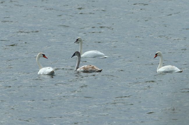 안산 시화호에 혹고니 등 멸종위기 야생생물 10종 도래(혹고니)