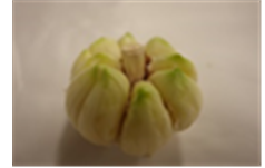 마늘 끝 부분의 녹색 반점