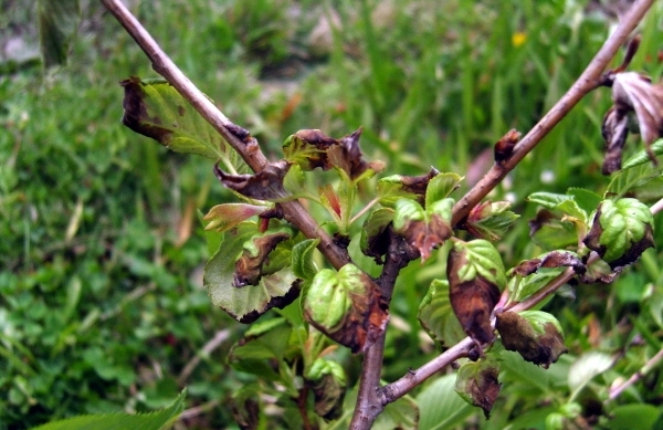 벚나무 빗자루병 피해목의 빗자루 증상에서 나타나는 잎의 변색