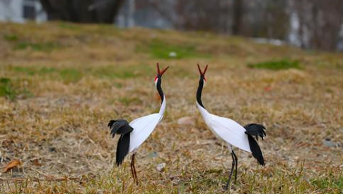 두루미 만들기 체험용 모형. (사진=문화재청)