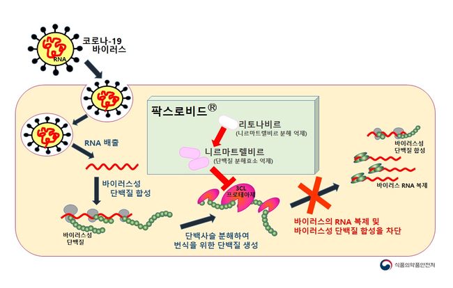 팍스로비드 작용기전 모식도 (자료=식품의약품안전처)