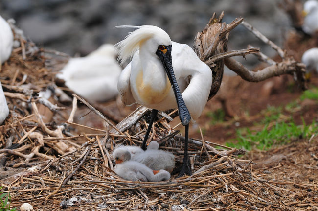 서천 갯벌 인근 섬에서 멸종위기 저어새 91마리 번식 확인