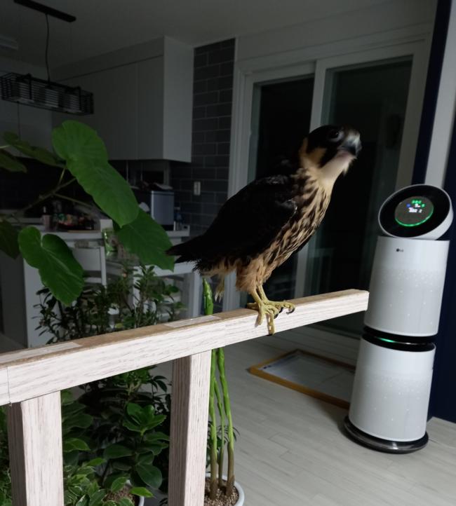 새호리기(초롱이)