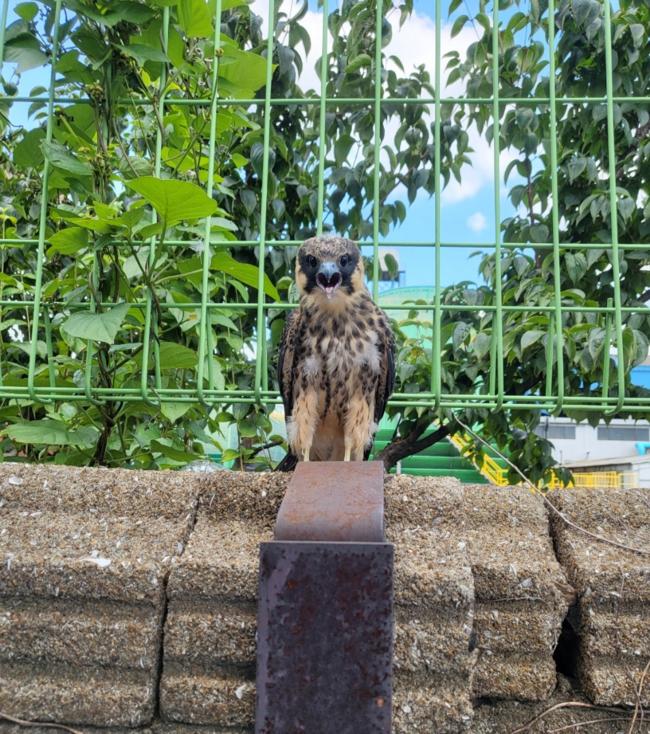 새호리기 아성조