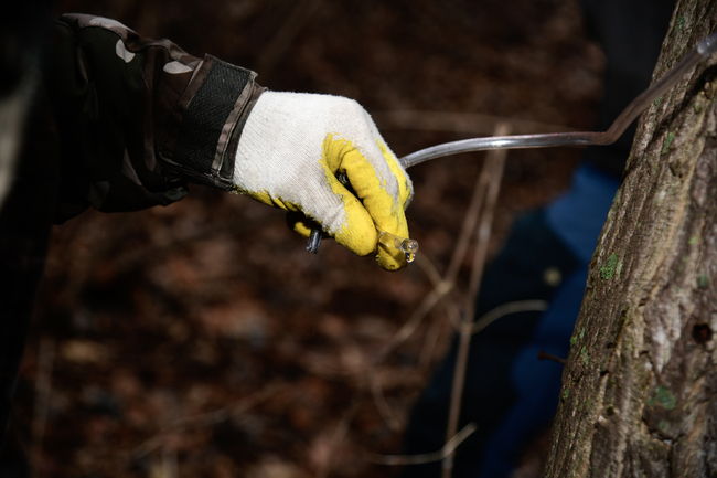 산내면-지리산 뱀사골고로쇠 복격 채취 시작