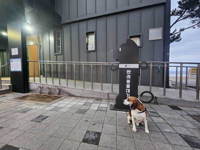 강릉시 공중화장실 3곳, 반려동물 대기소 시범 설치