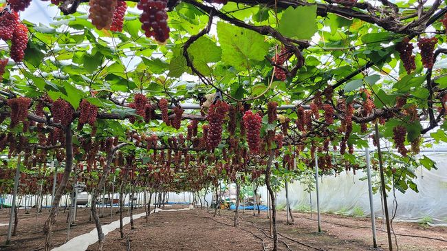 씨 없는 포도`델라웨어`전국 첫 출하-포도 농가 사진