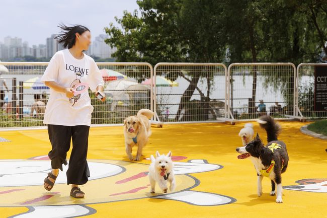 반려동물 캠핑장 데크에서 뛰놀며 즐거운 시간을 보내고 있는 반려인과 반려견들