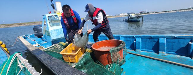 해파리 제거 사업