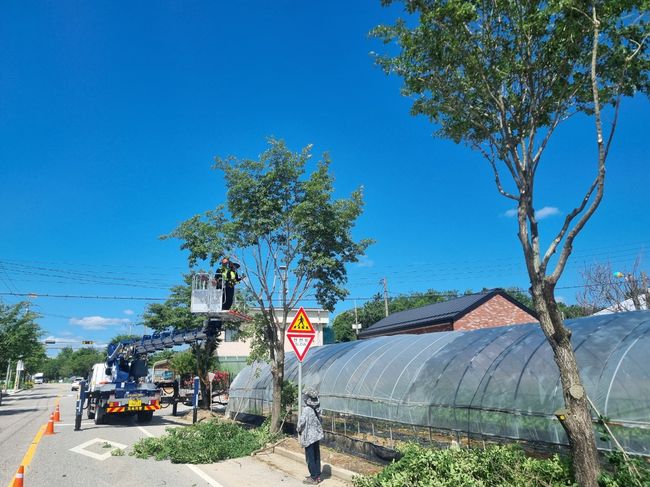 여주시, 여름철 가로수 가지치기로 사고위험 예방