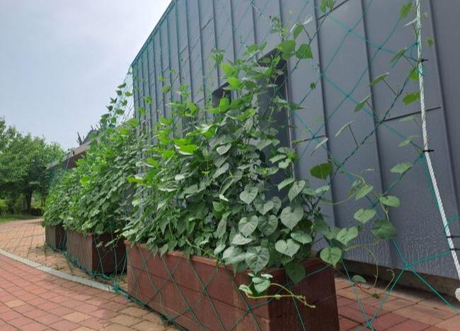 인천 서구, 기후위기 극복 위한 `벽면녹화(그린커튼)` 시범사업 추진중