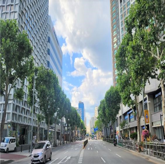 가지치기 후 정돈된 가로수 모습