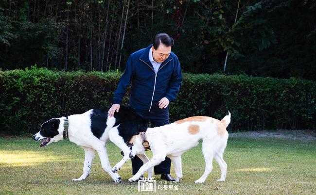 윤석열 대통령 부부가 중앙아시아 순방에서 투르크메니스탄 대통령으로부터 선물받은 국견(國犬) 알라바이 `해피`와 `조이`가 11일 과천 서울대공원으로 새 거처를 옮겼다.